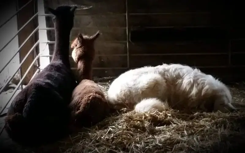 Alpacas at Two Crows Farm